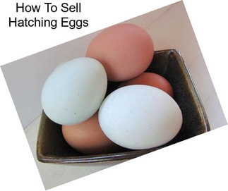 How To Sell Hatching Eggs