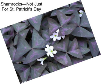 Shamrocks—Not Just For St. Patrick\'s Day
