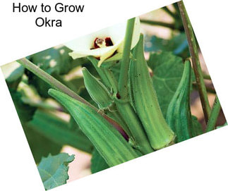 How to Grow Okra