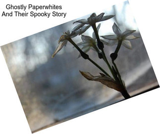 Ghostly Paperwhites And Their Spooky Story