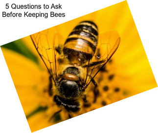 5 Questions to Ask Before Keeping Bees