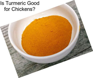 Is Turmeric Good for Chickens?