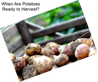 When Are Potatoes Ready to Harvest?