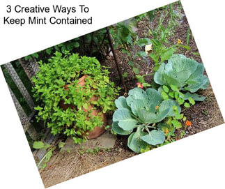 3 Creative Ways To Keep Mint Contained