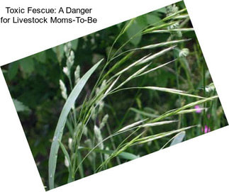 Toxic Fescue: A Danger for Livestock Moms-To-Be
