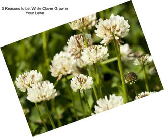 5 Reasons to Let White Clover Grow in Your Lawn