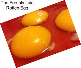 The Freshly Laid Rotten Egg