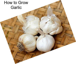 How to Grow Garlic