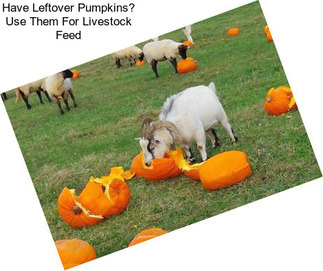Have Leftover Pumpkins? Use Them For Livestock Feed
