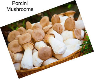 Porcini Mushrooms