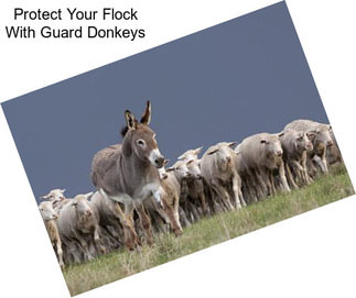 Protect Your Flock With Guard Donkeys
