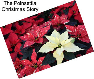 The Poinsettia Christmas Story