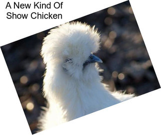 A New Kind Of Show Chicken