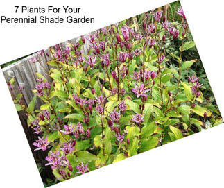 7 Plants For Your Perennial Shade Garden