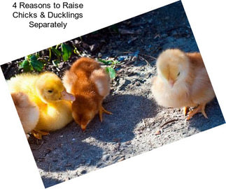 4 Reasons to Raise Chicks & Ducklings Separately