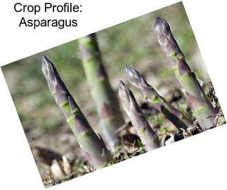 Crop Profile: Asparagus