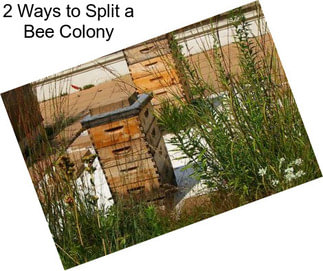 2 Ways to Split a Bee Colony
