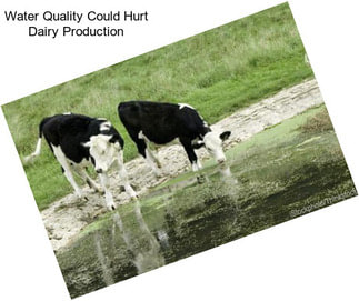 Water Quality Could Hurt Dairy Production