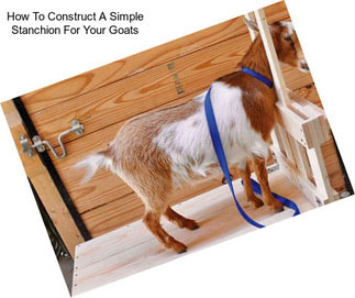 How To Construct A Simple Stanchion For Your Goats