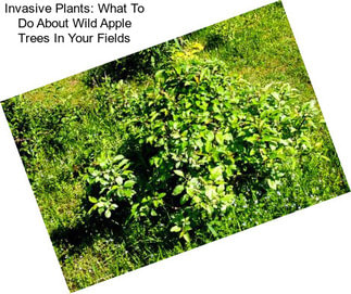 Invasive Plants: What To Do About Wild Apple Trees In Your Fields