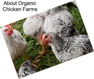 About Organic Chicken Farms