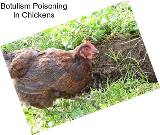 Botulism Poisoning In Chickens