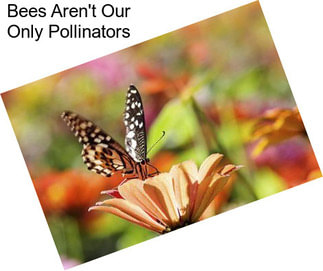 Bees Aren\'t Our Only Pollinators