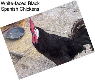 White-faced Black Spanish Chickens