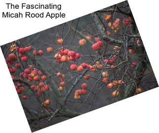 The Fascinating Micah Rood Apple