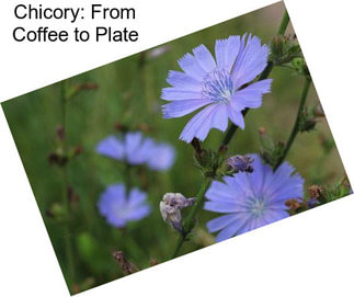 Chicory: From Coffee to Plate