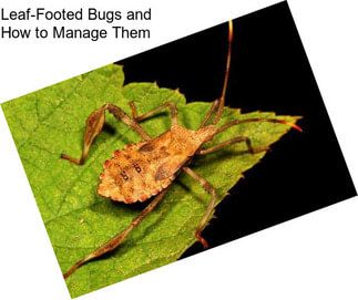 Leaf-Footed Bugs and How to Manage Them