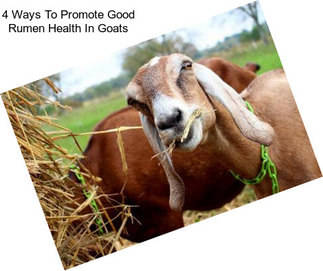 4 Ways To Promote Good Rumen Health In Goats