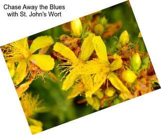 Chase Away the Blues with St. John\'s Wort
