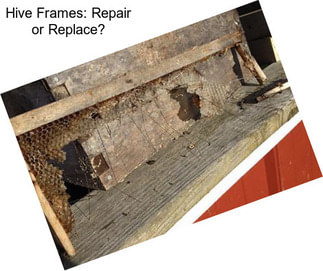 Hive Frames: Repair or Replace?