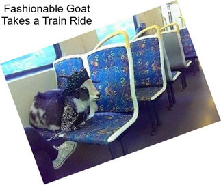 Fashionable Goat Takes a Train Ride