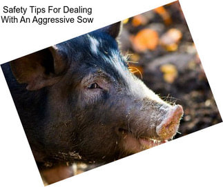 Safety Tips For Dealing With An Aggressive Sow