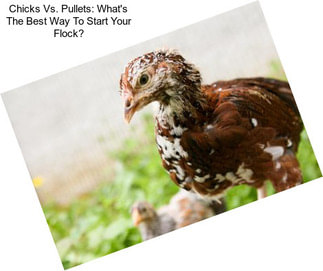 Chicks Vs. Pullets: What\'s The Best Way To Start Your Flock?