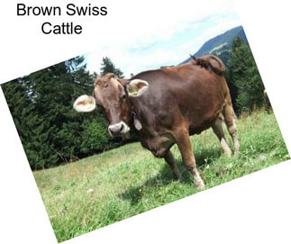 Brown Swiss Cattle