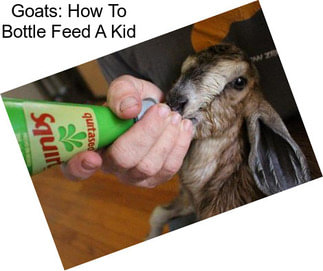 Goats: How To Bottle Feed A Kid