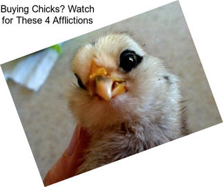 Buying Chicks? Watch for These 4 Afflictions