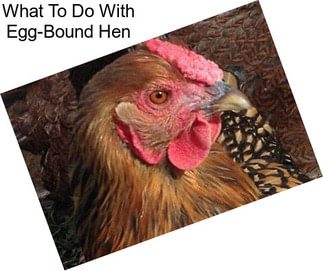 What To Do With Egg-Bound Hen
