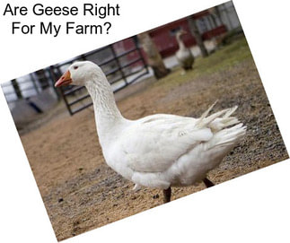 Are Geese Right For My Farm?