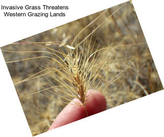 Invasive Grass Threatens Western Grazing Lands