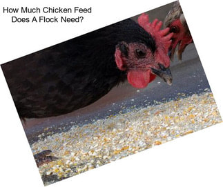 How Much Chicken Feed Does A Flock Need?
