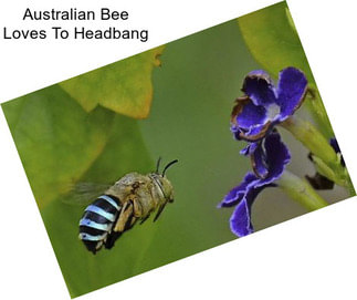 Australian Bee Loves To Headbang