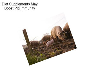 Diet Supplements May Boost Pig Immunity