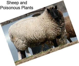 Sheep and Poisonous Plants