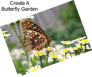 Create A Butterfly Garden