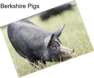 Berkshire Pigs