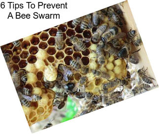 6 Tips To Prevent A Bee Swarm